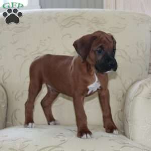 Buick, Boxer Puppy